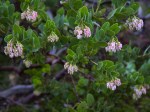 Refugio_Manzanita_’Pink_Glory’_Arcrostaphylos_refugioensis_(rare_and_endangered)