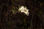 SnowberrySymphoricarpos_alba