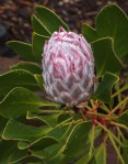 King_Protea_Protea_cynaroides