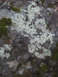 Lichen_covered_rock