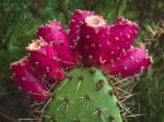 Prickly-Pear_Opuntia_phaeacantha-2