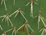 Prickly-Pear_Opuntia_phaeacantha