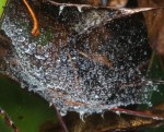Rain_Drop_filled_spider_web