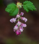 Wild_Currant_Ribes