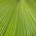 Windmill_Palm_Trachycarpus_martianus