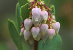 Big Berry Manzanita/Arctostaphylos glauca