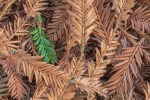 Coast Redwood/Sequoia sempervirens