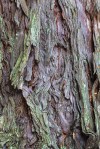 Coast Redwood/Sequoia sempervirens