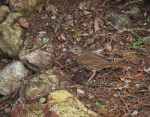 Hermit Thrush