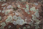 Lichens