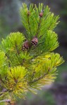 Lodgepole PIne/Pinus contorta