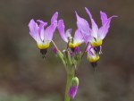 Padre’s Shooting Star/Primula&nbsp;clevelandii