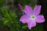 Prickly Phlox/Linanthus californicus