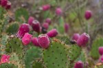 Salmon-flowered Prickly-pear/Opuntia littoralis var.&nbsp;vaseyi