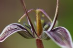 Slinkpod or Fetid Adder’s tongue:Scoliopus bigelovii