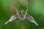 Slinkpod or Fetid Adder’s tongue:Scoliopus bigelovii