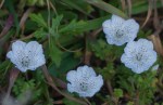 Blue-eyed Grass/Nemophila menziesii var.&nbsp;menziesii