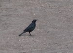 Brewer’s Blackbird