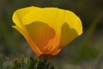 California Poppy/Eschscholzia californica