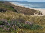 Coastal-prairie Lupine/Lupinus varicolor and Kehoe&nbsp;Beach