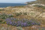 Coastal-prairie Lupine/Lupinus varicolor at Kehoe&nbsp;Beach