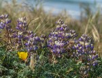 Coastal-prairie Lupine/Lupinus varicolor