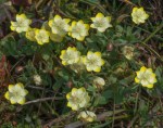Cream Cups/Platystemon californicus
