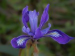 Douglas Iris/Iris douglasiana