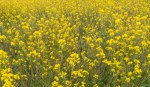 Field Mustard/Brassica rapa