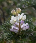 Lupine/Lupinus sp.