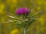 Milk Thistle/Silybum marianum