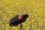 Red-winged Blackbird