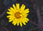 Seaside Dandelion/Agoseris apargioides var.&nbsp;eastwoodiae