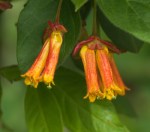 Twinberry Honeysuckle/Lonicera involucrata var.&nbsp;ledbourii