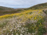 Wild Radish/Raphanus sativus and Field Mustard/Brassica rapa