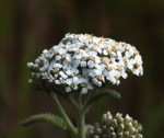 Yarrow/Achillea millefolium