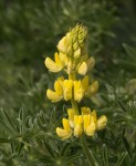 Yellow Bush Lupiine/Lupinus&nbsp;arboreus