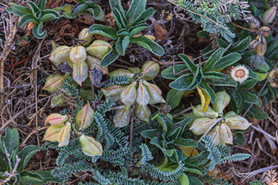 17 Mile Drive Photos 9/14/23 | Natural History Wanderings