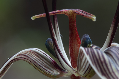 Redwood Forest Photos | Natural History Wanderings