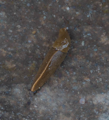 Photos from the Regional Parks Botanic Garden 3/7/23 | Natural History ...