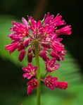 Bead Lily/Clintonia andrewsiana