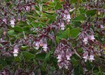 Fragrant Pitcher Sage/Lepechinia&nbsp;fragrans