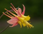 Hybrid Columbine/Aquilegia formosa x Aquilegia&nbsp;pubescens