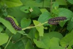 Pipevine Butterfly Caterpillars