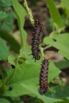 Pipevine Butterfly Caterpillars2_
