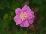 Rosa sp.