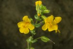 Seep Monkeyflower/Erythranthe guttata