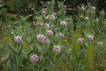 Showy Milkweed/Asclepias speciosa