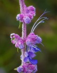 Wooly Blue Curls/Trichostema lanatum