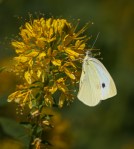 Cabbage White on Yellow Spiderflower/Cleome lutea